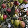 Olea Europaea Arbequina Olive Tree - Live Starter Plant - Edible Fruit Tree - Rooted Plug