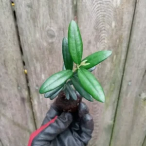 Olea Europaea Arbequina Olive Tree - Live Starter Plant - Edible Fruit Tree - Rooted Plug