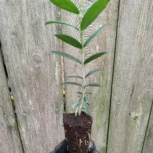 Olea Europaea Arbequina Olive Tree - Live Starter Plant - Edible Fruit Tree - Rooted Plug