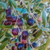 Olive Manzanillo Live Plant Vigorous Fruit Tree Ornamental Evergreen