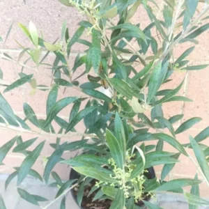 Olive Manzanillo Live Plant Vigorous Fruit Tree Ornamental Evergreen