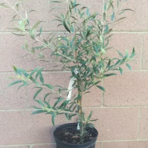 Olive Manzanillo Live Plant Vigorous Fruit Tree Ornamental Evergreen