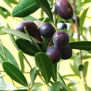 Olive Manzanillo Live Plant Vigorous Fruit Tree Ornamental Evergreen
