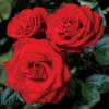 Olympiad Rose Live Plant - Hybrid Tea - Red Flower - Tall Size