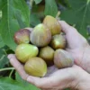 Olympian Fig Plant Live - Patio and Garden Hardy Tree 4 to 6 Inch