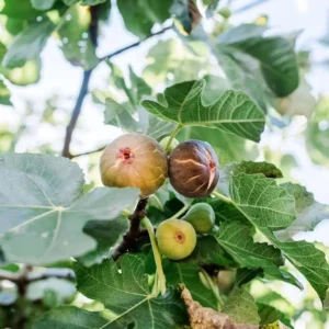 Olympian Fig Plant Live - Patio and Garden Hardy Tree 4 to 6 Inch