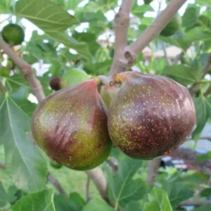 Olympian Fig Plant Live - Patio and Garden Hardy Tree 4 to 6 Inch