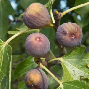 Olympian Fig Plant Live - Patio and Garden Hardy Tree 4 to 6 Inch
