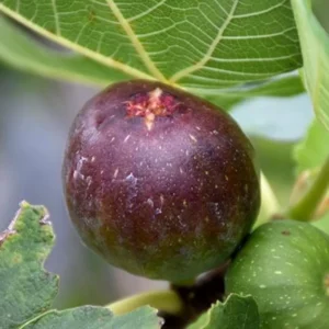 Olympian Fig Plant Live - Patio and Garden Hardy Tree 4 to 6 Inch