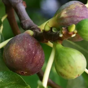 Olympian Fig Plant Live - Patio and Garden Hardy Tree 4 to 6 Inch