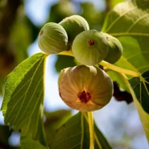 Olympian Fig Plant Live - Patio and Garden Hardy Tree 4 to 6 Inch