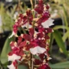 Oncidium Aka Baby 'Raspberry Chocolate' Orchid Plant - 2.5" Pot - Fragrant Blooms