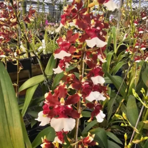 Oncidium Aka Baby 'Raspberry Chocolate' Orchid Plant - 2.5" Pot - Fragrant Blooms