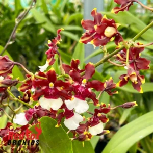 Oncidium Aka Baby 'Raspberry Chocolate' Orchid Plant - 2.5