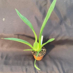 Oncidium Aka Baby 'Raspberry Chocolate' Orchid Plant - 2.5