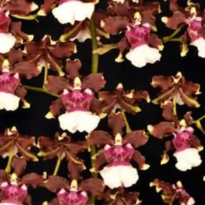 Oncidium Aka Baby 'Raspberry Chocolate' Orchid Plant - 2.5