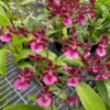 Oncidium Sharry Baby 'Red Fantasy' Orchid - Chocolate Fragrance Rooted Plant in 2.5" Pot