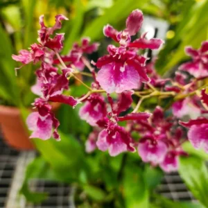 Oncidium Sharry Baby 'Red Fantasy' Orchid - Chocolate Fragrance Rooted Plant in 2.5" Pot