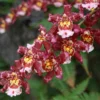 Oncostele Eye Candy 'Pinkie' Orchid Plant - 2.5" Pot - Pink & Red Flowers