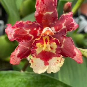 Oncostele Eye Candy 'Pinkie' Orchid Plant - 2.5" Pot - Pink & Red Flowers
