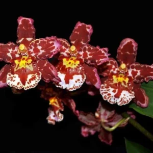 Oncostele Eye Candy 'Pinkie' Orchid Plant - 2.5