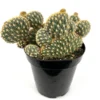 Opuntia Parryi Serpentina Rare Crested Cactus 3.5" Pot - Unique Succulent