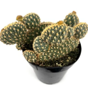 Opuntia Parryi Serpentina Rare Crested Cactus 3.5" Pot - Unique Succulent