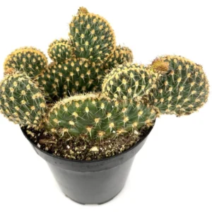 Opuntia Parryi Serpentina Rare Crested Cactus 3.5