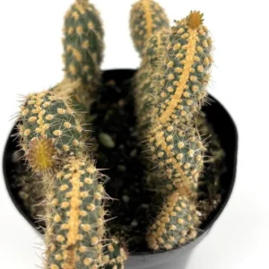 Opuntia Parryi Serpentina Rare Crested Cactus 3.5