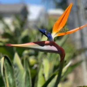 Orange Bird of Paradise Plant 3-Pack - 3 Inch Potted Strelitzia Reginae - Tropical Flowers