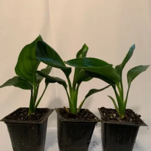Orange Bird of Paradise Plant 3-Pack - 3 Inch Potted Strelitzia Reginae - Tropical Flowers