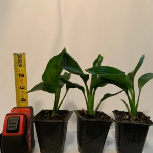 Orange Bird of Paradise Plant 3-Pack - 3 Inch Potted Strelitzia Reginae - Tropical Flowers