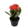 Orange Calandiva Plant - 2.5in Pot - Kalanchoe - Vivid Orange Blooms