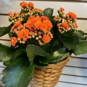 Orange Calandiva Plant - 2.5in Pot - Kalanchoe - Vivid Orange Blooms