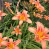 Orange Day Lily Bulbs - 100+ Ditch Lily Tubers - Hemerocallis Daylily Flowers Roots for Planting