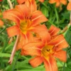 Orange Day Lily Bulbs - 25 Pack - Orange Ditch Lily Tubers - Hemerocallis Daylily Roots