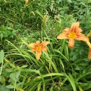 Orange Day Lily Bulbs - 25 Pack - Orange Ditch Lily Tubers - Hemerocallis Daylily Roots