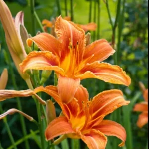 Orange Day Lily Bulbs - 25 Pack - Orange Ditch Lily Tubers - Hemerocallis Daylily Roots