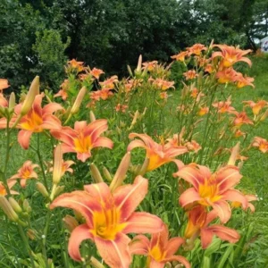 Orange Day Lily Bulbs - 25 Pack - Orange Ditch Lily Tubers - Hemerocallis Daylily Roots