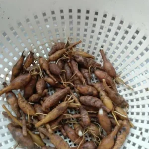 Orange Day Lily Bulbs - 25 Pack - Orange Ditch Lily Tubers - Hemerocallis Daylily Roots