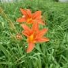 Orange Day Lily Bulbs - 250 Bare Roots for Planting - Fragrant Perennial Flowers