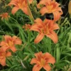 Orange Day Lily Bulbs - 50+ Hemerocallis Daylily Roots for Planting