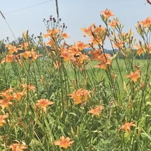 Orange Day Lily Plants - 20 Bare Root Twany Ditch Lily Perennial Water Garden Plant