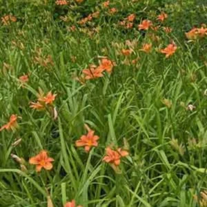Orange Day Lily Plants - 20 Bare Root Twany Ditch Lily Perennial Water Garden Plant