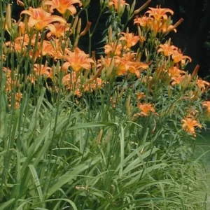 Orange Day Lily Plants - 20 Bare Root Twany Ditch Lily Perennial Water Garden Plant