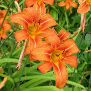 Orange Day Lily Plants - 20 Bare Root Twany Ditch Lily Perennial Water Garden Plant