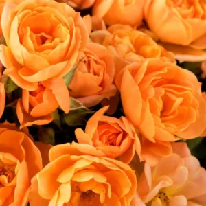 Orange Miniature Rose Bush - Mini Rose Plant 4-6 Inch - Yellow Roses - 3 Inch Pot