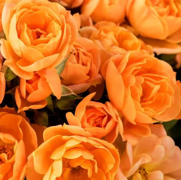 Orange Miniature Rose Bush - Mini Rose Plant 4-6 Inch - Yellow Roses - 3 Inch Pot