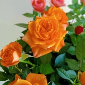 Orange Miniature Rose Bush - Mini Rose Plant 4-6 Inch - Yellow Roses - 3 Inch Pot