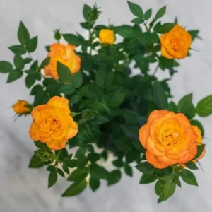 Orange Miniature Rose Bush - Mini Rose Plant 4-6 Inch - Yellow Roses - 3 Inch Pot